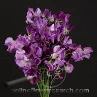 Sweet peas purple camflor