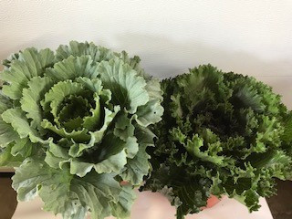 9" CABBAGE/KALE