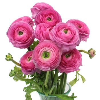 Ranunculus Cloony Rosado holl