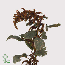 Amaranthus Pan. HotBiscuit hol