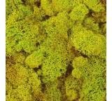 MOSS REINDEER (CHARTREUSE)