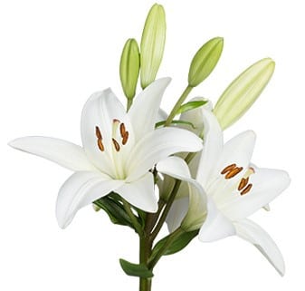 Lily La Nova Scotia holl