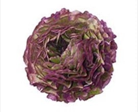 Ranunculus PonPon Malva flboard