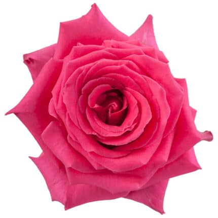 Rose Full Monty 50cm tessa