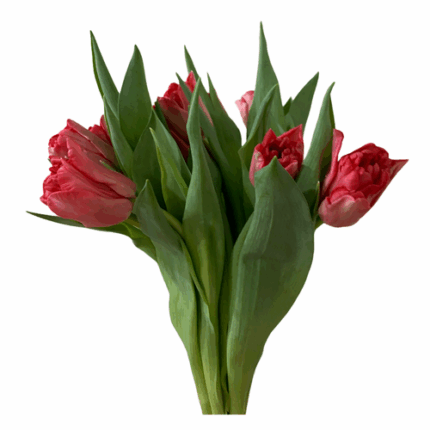Tulip Double Twist holl