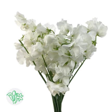 Sweet Pea Cristal White Japan