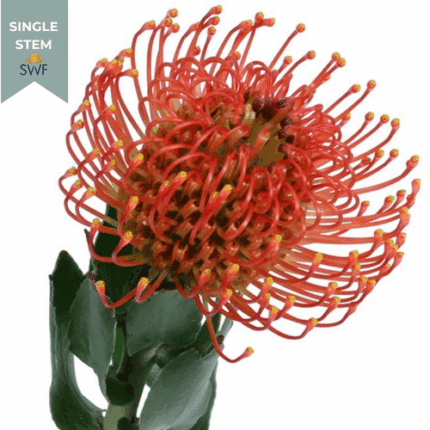 Pins Sunrise premium (STEM)