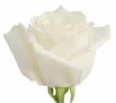 Rose Playablanca 70cm holex