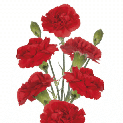 CarnMini Red b.mark