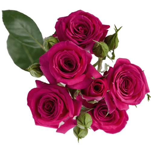 1620a3d1-7a5c-4670-b63b-b01265472671.png SprayRose Fire Up (ht pk) Tess - Image 1