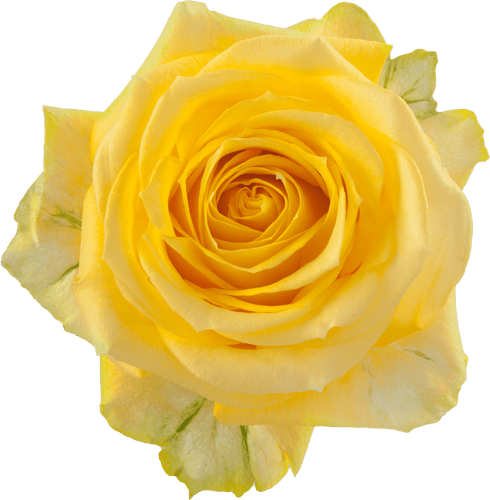 162f93ea-eada-4d44-aaba-b424bac38c8e.png Rose SuperSun 60cm rfi - Image 1