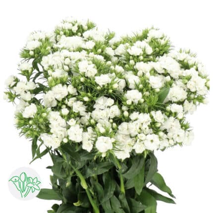 Dianthus White holl -