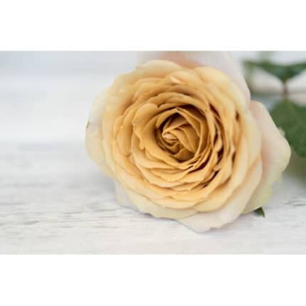 Rose GoldenMustard(12st)alex