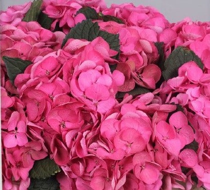 Hydrangea Robin chile(st)dkpk