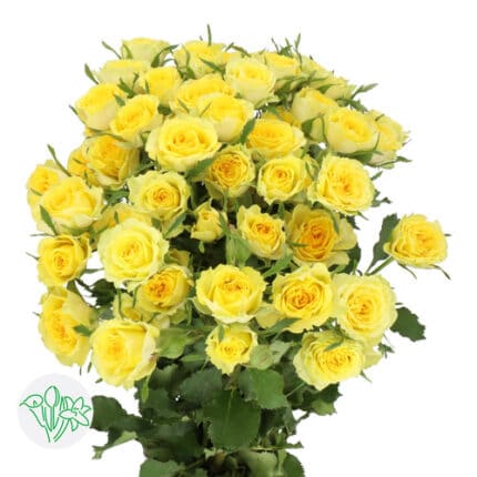 RoseSpray Daylight holl yell