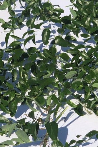 SMILAX