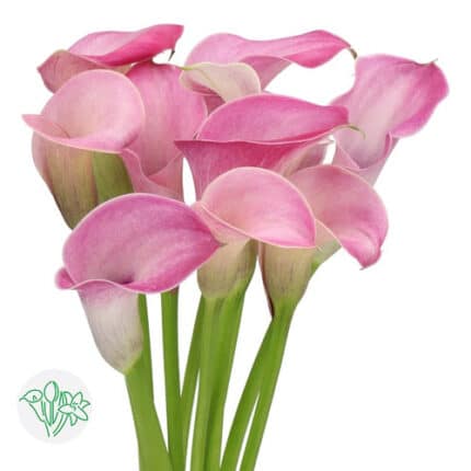 Calla Shiny Art holl