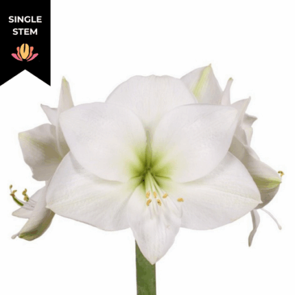 Amaryllis Casablanca holl (stem)