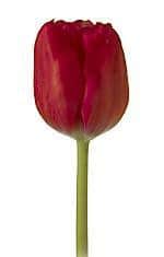 Tulip DMaster Red holl
