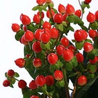 Hypericum CocoRio gall