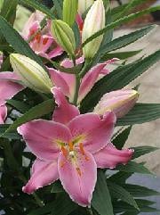 Oberto lily utopia s.v.(5)