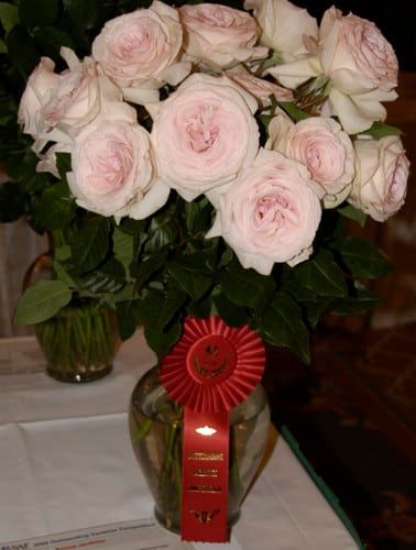 Prince Jardier (lt pink/cream)