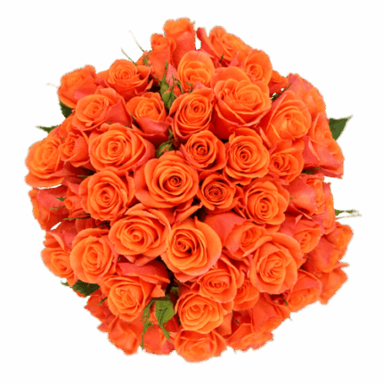 RoseSpray OrgStar sunrite