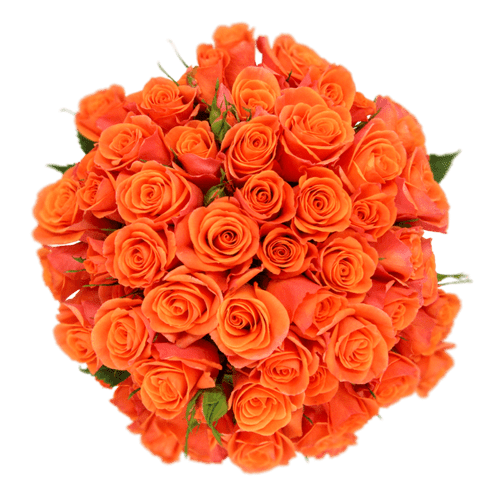 16665e1f-ce96-4d53-9aa5-6b138f8bed68.png RoseSpray OrgStar sunrite - Image 1