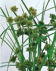 Cyperus Glaber holl