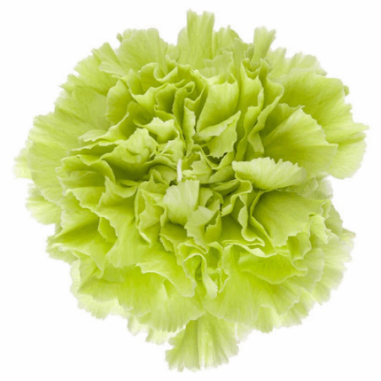 Carn. Sel. Natural Green sole
