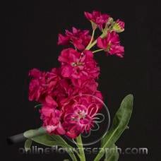 STOCK  magenta ov
