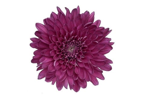 1682595b-0a15-491f-bc71-55352849a649.jpg Mum Cremon Purple holex - Image 1