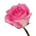 Rose Priceless 50cm rprima