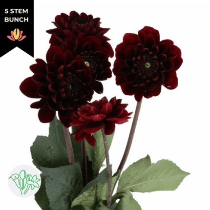Dahlia Maroon holex(5st)