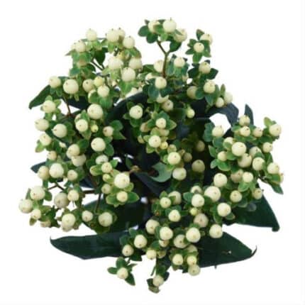 Hypericum CoolRomance 70cm f.c.