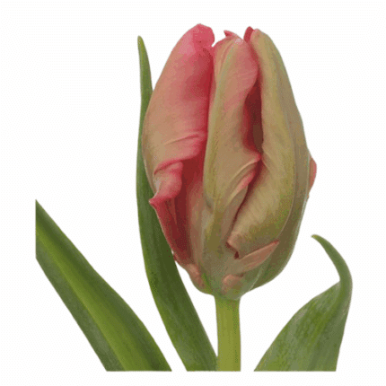 Tulip Parrot Carmine holl xtra