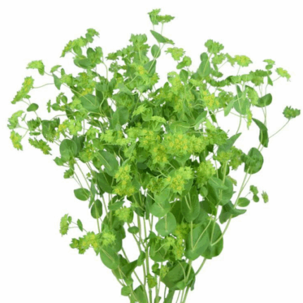 Bupleurum tutuli