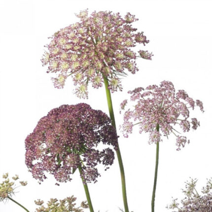 Daucus Carota holl(brown lace)