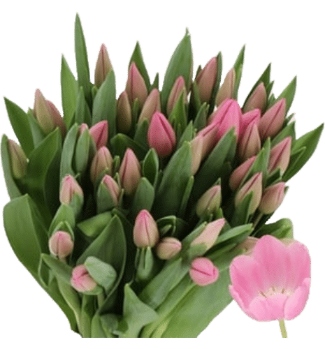 16cb51ce-676d-4489-9e45-e9221b24805f.png Tulip Lincoln holl xtra - Image 1