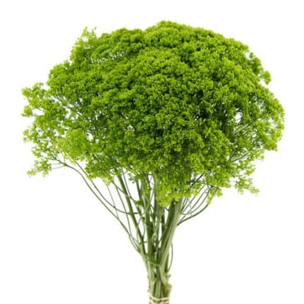 Trachelium Green 60cm much