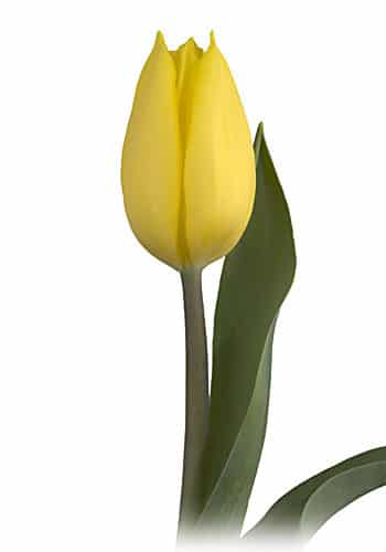 Tulip StrongGold chile