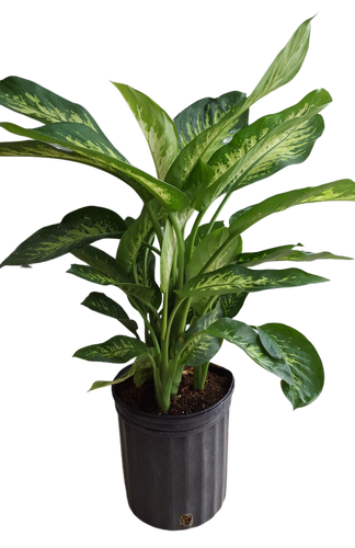 8" POTTED DIEFFENBACHIA