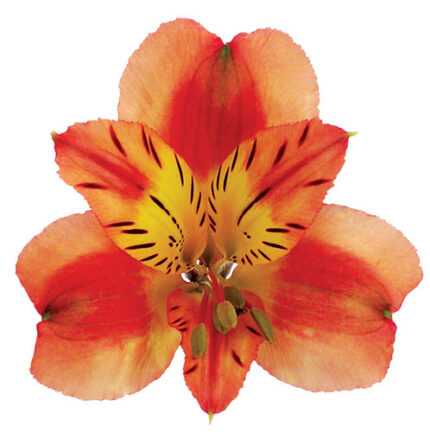 Alstro Sel Orange Tessa