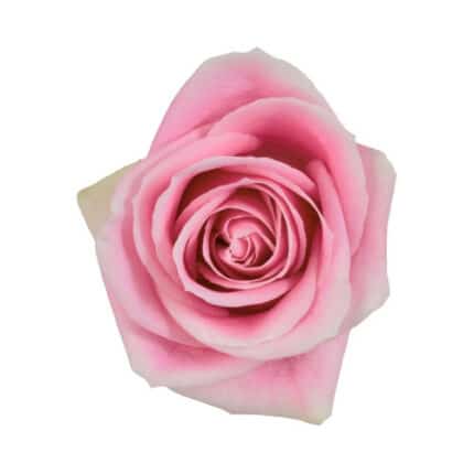 Rose Rosita Vendella 50cm nara