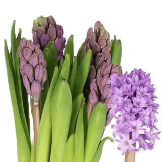 Hyacinth Amaranta holl