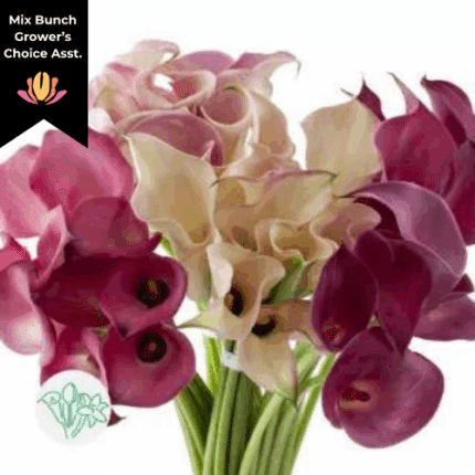 Calla Mixed holl