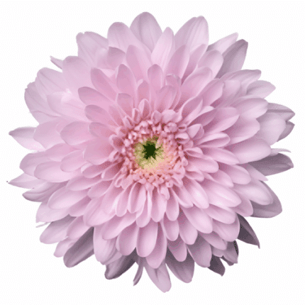 Mum Cremon Pink Petruksa trilo