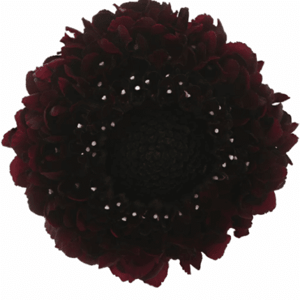 Scabiosa Bon Bon Marachino Che