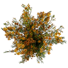 Waxflower Melon golden