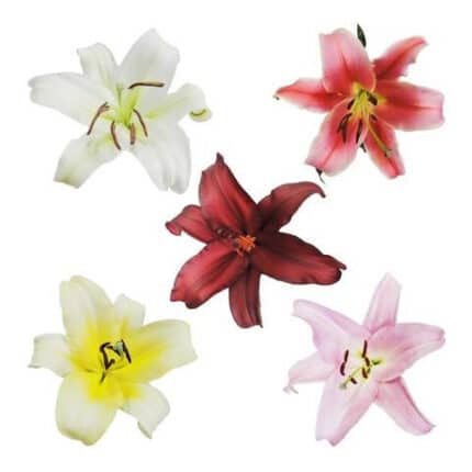Lily Oriental Asst(8case)rio 3